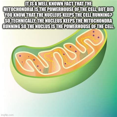 Mitochondria is the powerhouse of the cell - Imgflip