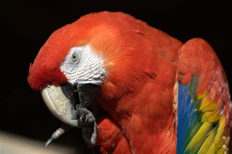 Scarlet macaw - Wild Birds Photo (15335813) - Fanpop