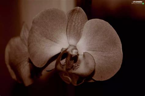 sepia, Colourfull Flowers, orchid - Flowers wallpapers: 1700x1133