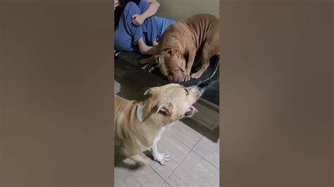 Bahagia Itu Sederhana Guys | ANJING PITBULL LUCU | HEWIE PITBULL ...