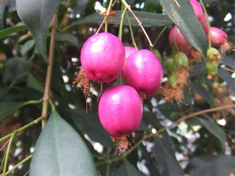 Syzygium oleosum. Fotografia: MyName (Hans B.). | Fruit trees, Cream flowers, Fruit