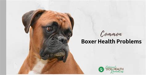 Boxer Health Problems & Life Span