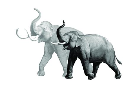 Size comparison between the columbian mammoth (Mammuthus columbi) and ...