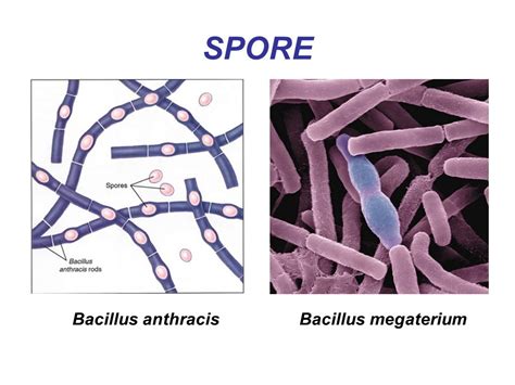 Bacillus anthracis antibiotics