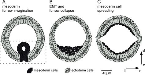 The three steps of mesoderm formation during Drosophila gastrulation.... | Download Scientific ...