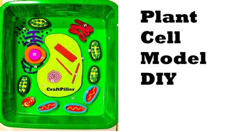 Animal Cell Model Project Supplies | edu.svet.gob.gt