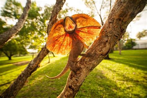 Frilled Neck Lizard Facts | Anatomy, Diet, Habitat, Behavior - Animals Time