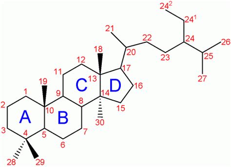 How do steroids inhibit the immune response? | Pathology Student