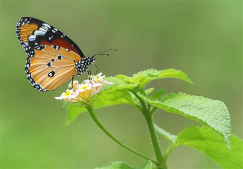 Biology: Pollination And Fertilisation: Level 1 activity for kids ...