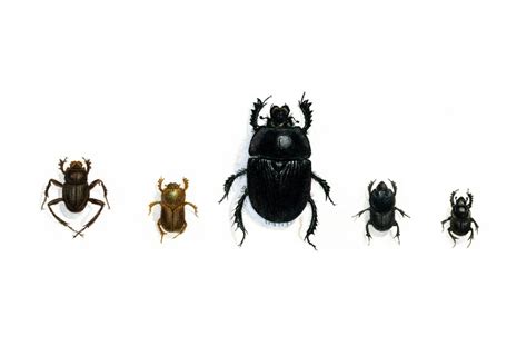 Identifying Dung Beetles | The Dung Beetle Expert – John Feehan