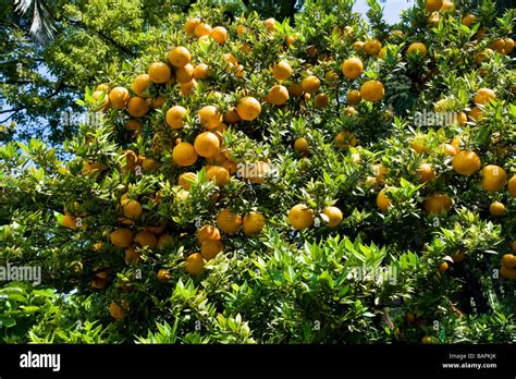 fruit chinotto Stock Photo - Alamy