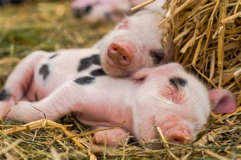 Oxford Sandy and Black Piglets Sleeping Together Stock Image - Image of ...