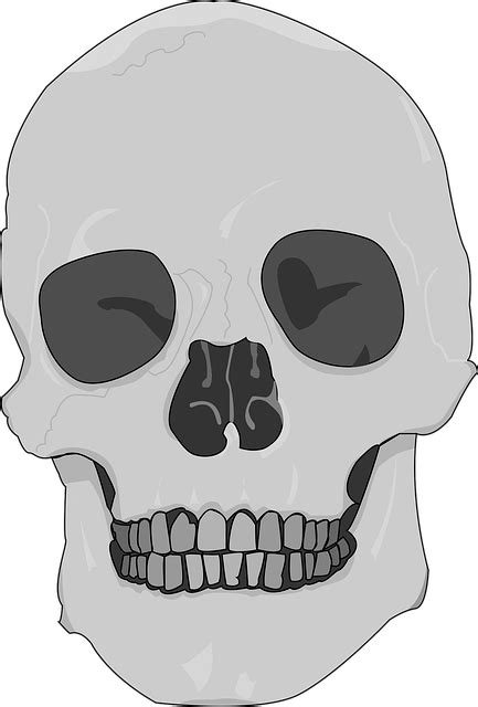 Skull Black And White Death - Free vector graphic on Pixabay