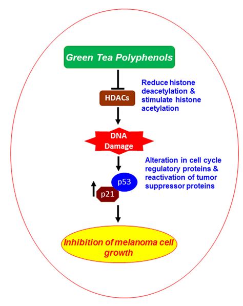 Schematic diagram showing the possible mechanism through which GTPs ...