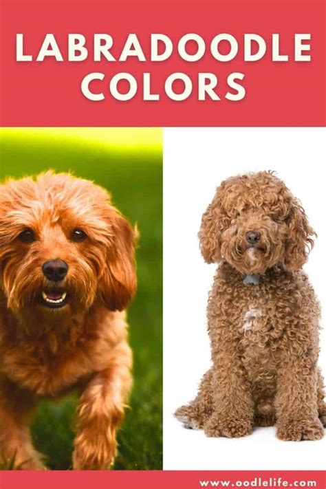 Labradoodle Colors Coat Shades [with Photos] - Oodle Life