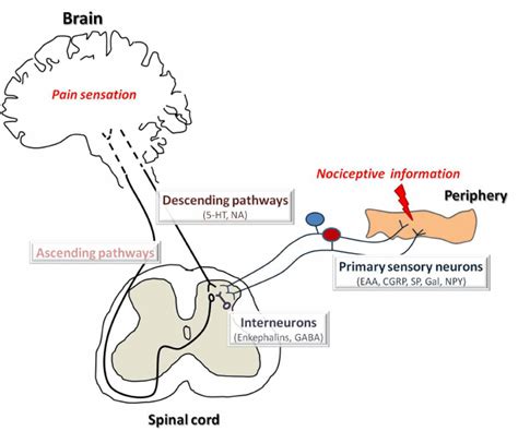 Schematic diagram of pain pathways involved in pain transmission and...