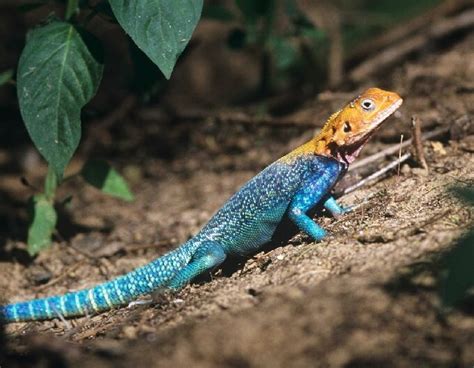 Agama Lizard Care Guide & Species Profile