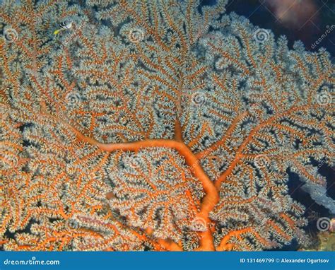 Gorgonian coral stock image. Image of tropic, underwater - 131469799