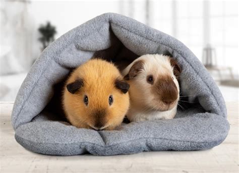 Guinea Pig Care Sheet | PetMD