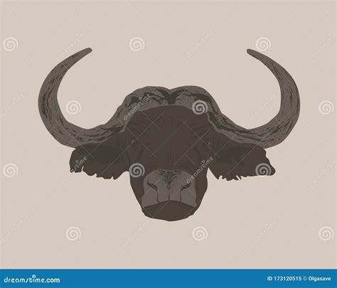 African Buffalo Male with Round Horns. Fearsome Look of Brown Bison Isolated Over Background ...