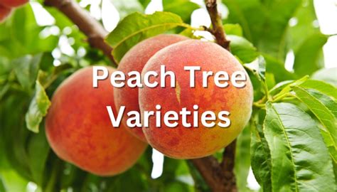 Peach Tree Varieties: 30 Types of Peaches for Home Gardeners