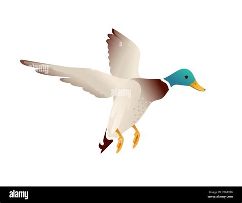 Cute mallard duck cute flying goose cartoon animal design vector ...