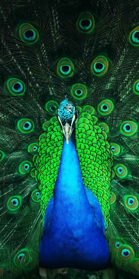 Peacock, green, mobile, pea, peahen, phone, v11pro, vivo, vivov11, HD phone wallpaper | Peakpx