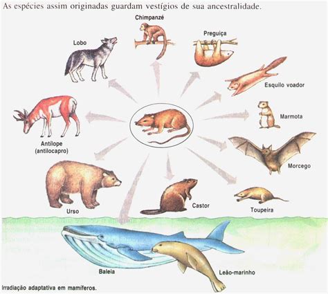 Ecología y Evolución: Evolución divergente