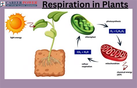 Respiration in Plants