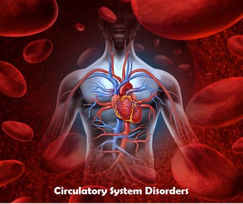 Circulatory System Disorders - The Wellness Corner