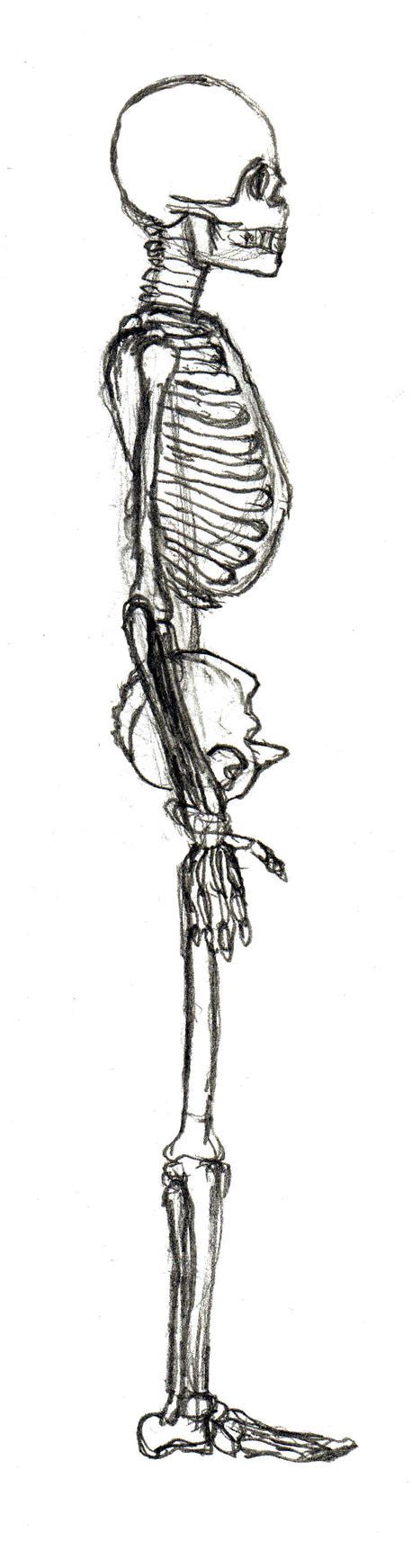 Skeleton Drawing Side View