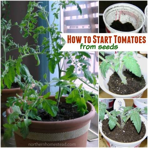 How To Start Tomato Seeds - Flatdisk24