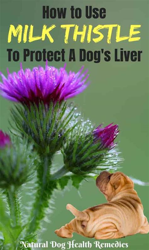 Milk Thistle for Dogs - Benefits and Usage