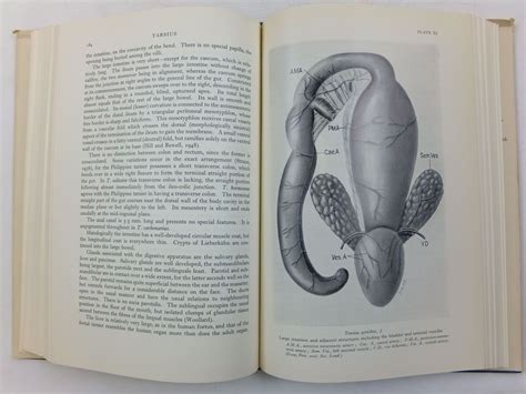 PRIMATES COMPARATIVE ANATOMY AND TAXONOMY II HAPLORHINI: TARSIOIDEA written by Hill, W.C. Osman ...