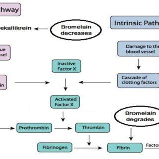 Effect of Bromelain on certain mediators of acute inflammation | Download Scientific Diagram