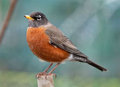 Cheery American Robin | BirdNote