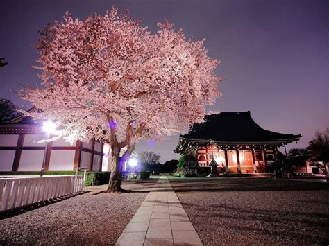 Japanese Sakura Wallpaper