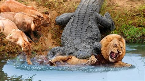 Crocodile Attack Lion