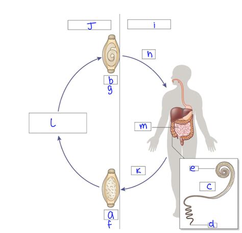 life cycle of trichocephalus trichiurus Diagram | Quizlet