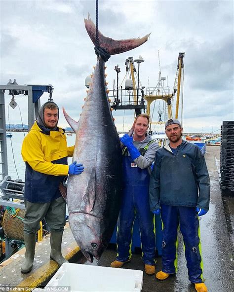 Fishermen catch huge nine-foot bluefin tuna but strict quota rules mean it can't be eaten ...