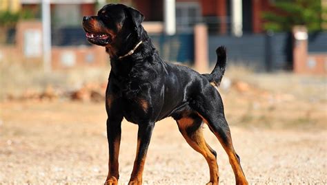 Rottweiler Dog Breed Profile Guide: Appearance, Diet, Care, and More ...