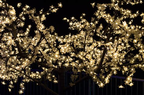 Free Stock Photo 16801 Gold Christmas lights | freeimageslive