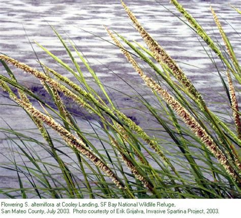 Smooth cordgrass identification and control: Spartina alterniflora - King County