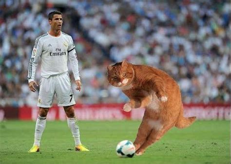 Hilarious trolls and memes of Catinho