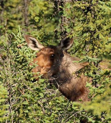 Recognizing Moose Habitat