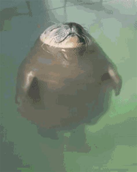 Fat Seal GIFs | Tenor