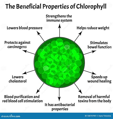 Useful Properties of Chlorophyll. the Structure of Chlorophyll. Vector Illustration on Isolated ...