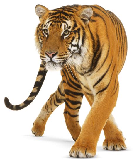 Tiger PNG