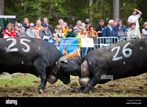 Eringer cows locking horns during a cow fight, tradition, heritage from ...