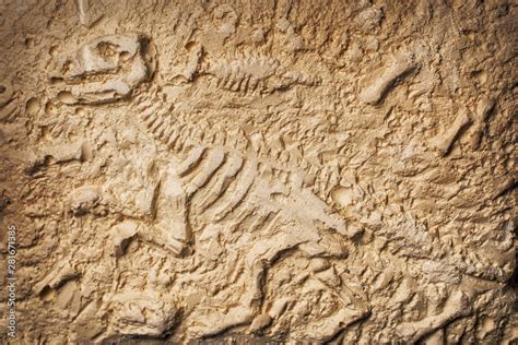 Dinosaur fossil on stone background Stock Photo | Adobe Stock